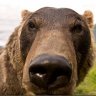 brownbear