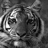 Andrey67